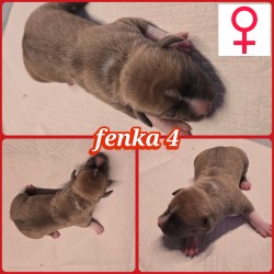 prodám amerického stafordšírského teriéra s pp