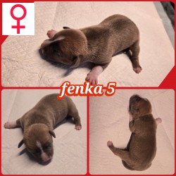 prodám amerického stafordšírského teriéra s pp