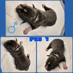 prodám amerického stafordšírského teriéra s pp