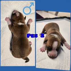 prodám amerického stafordšírského teriéra s pp