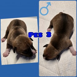 prodám amerického stafordšírského teriéra s pp