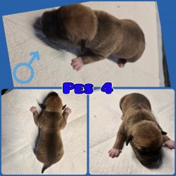 prodám amerického stafordšírského teriéra s pp