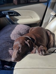 Inzerce psů Prodáme štěňata labradorského retrívra