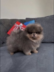 Inzerce psů Prodáváme štěňata pomeranského