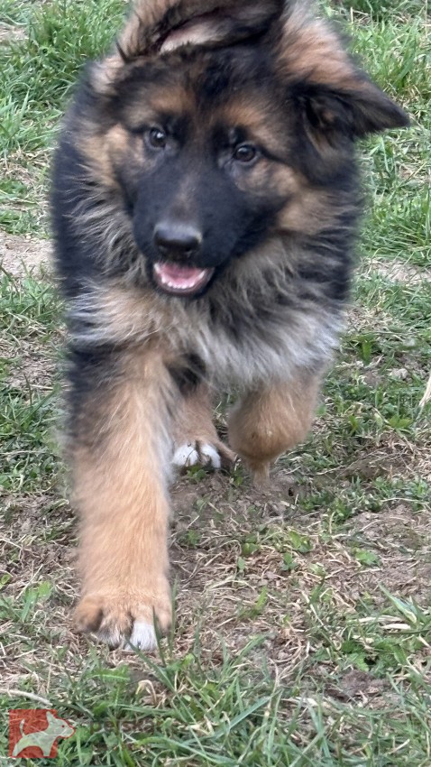 německý ovčák štěňátka s PP černá se znaky