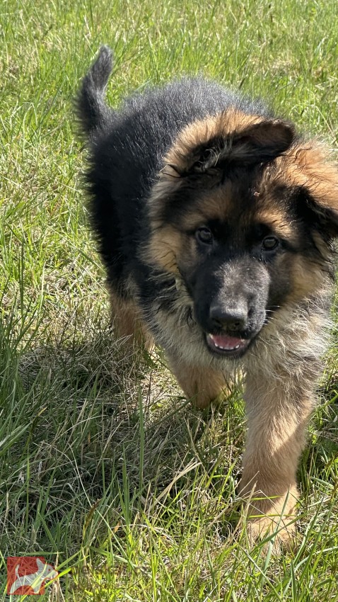 německý ovčák štěňátka s PP černá se znaky