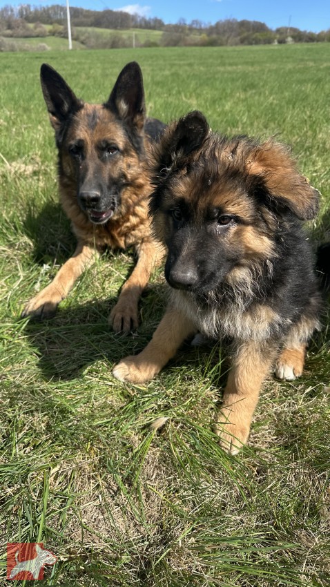 německý ovčák štěňátka s PP černá se znaky