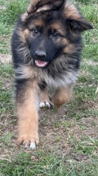 Inzerce psů německý ovčák štěňátka s PP černá se znaky