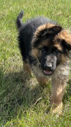 německý ovčák štěňátka s PP černá se znaky