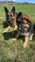 německý ovčák štěňátka s PP černá se znaky