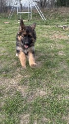 německý ovčák štěňátka s PP černá se znaky