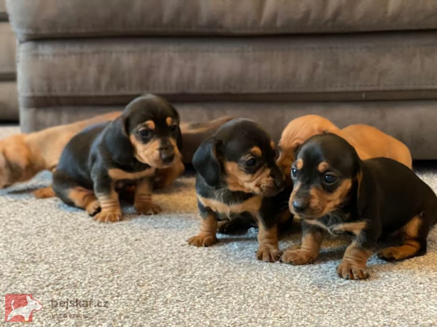Prodám nádherná štěňátka jezevčíků.