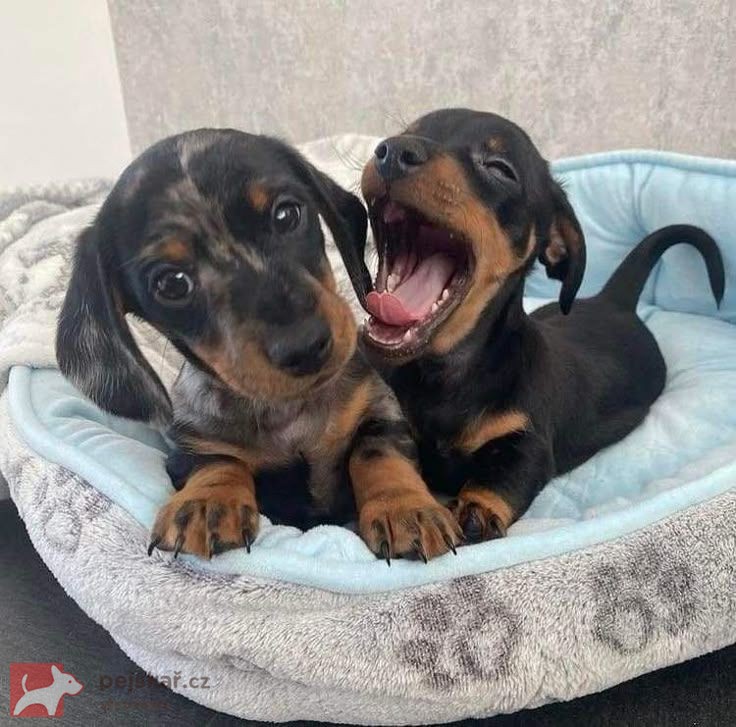 Prodám nádherná štěňátka jezevčíků.
