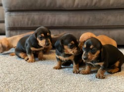 Inzerce psů Prodám nádherná štěňátka jezevčíků.