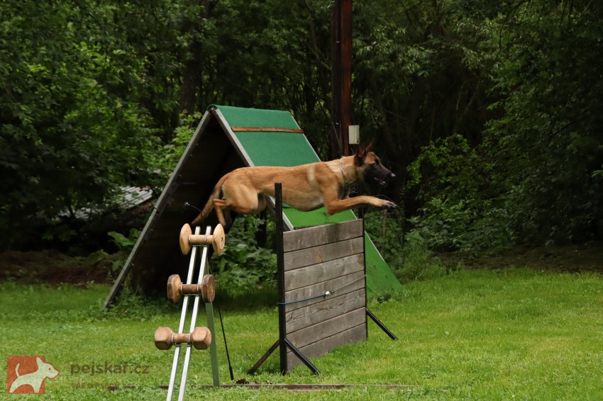 Štěňata s PP belgický ovčák