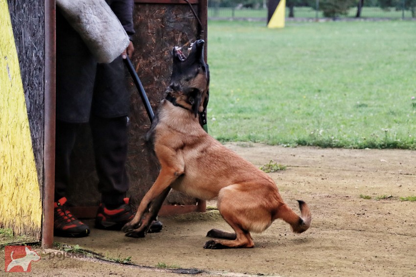 Štěňata s PP belgický ovčák