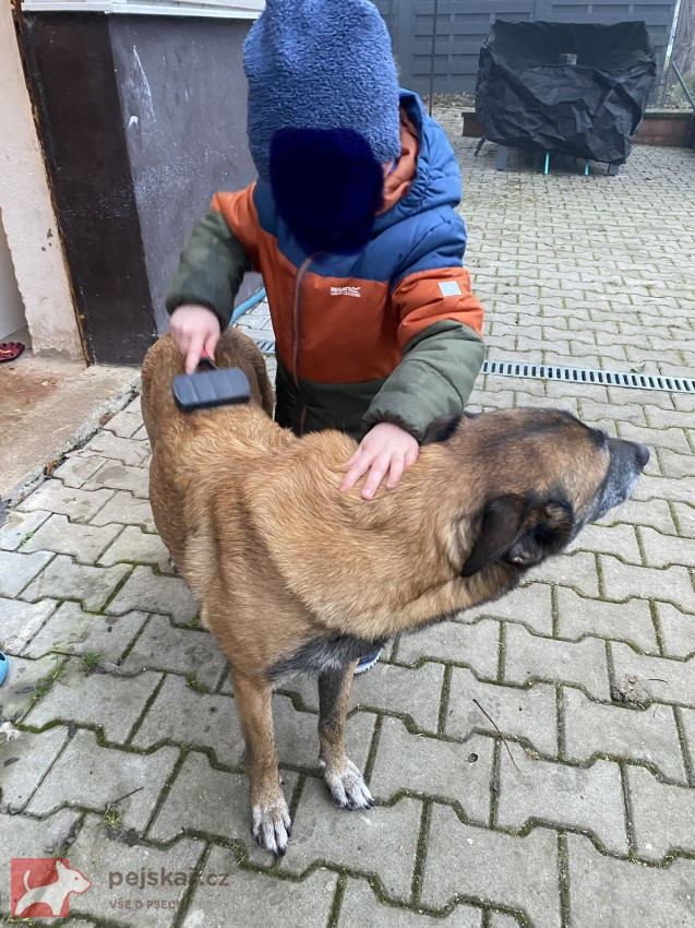 Štěňata s PP belgický ovčák