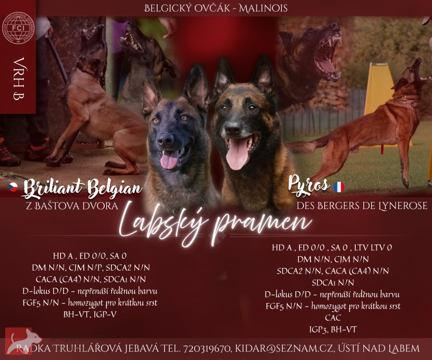 Štěňata s PP belgický ovčák