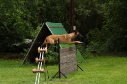 Inzerce psů Štěňata s PP belgický ovčák