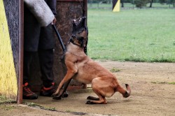 Štěňata s PP belgický ovčák