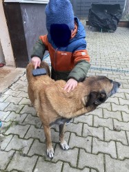 Štěňata s PP belgický ovčák