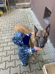 Štěňata s PP belgický ovčák