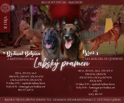 Štěňata s PP belgický ovčák