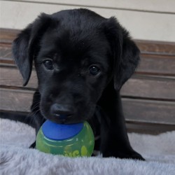 Inzerce psů Labradorský retrívr na prodej