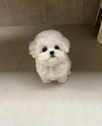 Inzerce psů Rozkošná štěňata bišonka frise na prodej