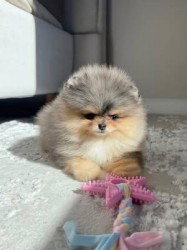 Inzerce psů Štěňata čistokrevného pomeraniana na prodej