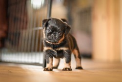 Inzerce psů Grifonek s PP