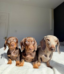 Inzerce psů Jezevčík hladkosrstý trpasličí štěňátka