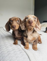 Inzerce psů Prodej čistokrevných štěňat jezevčíka.