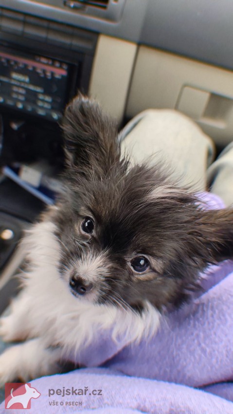 Papillon s PP - kluk