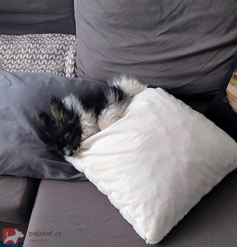 Papillon s PP - kluk