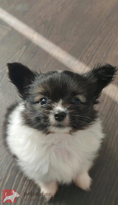 Papillon s PP - kluk