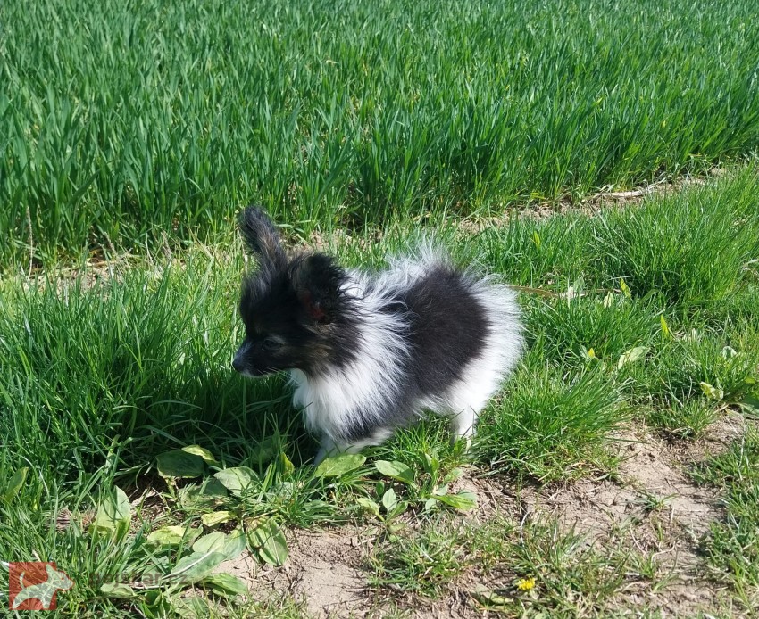 Papillon s PP - kluk