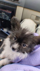 Inzerce psů Papillon s PP - kluk