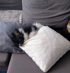 Papillon s PP - kluk