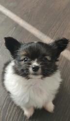 Papillon s PP - kluk