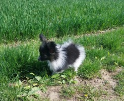 Papillon s PP - kluk