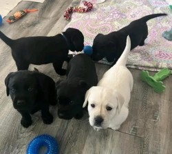 Inzerce psů Prodáme štěňata labradorského retrívra