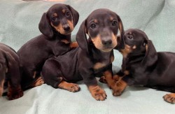 Inzerce psů Hladkosrstý trpasličí jezevčík