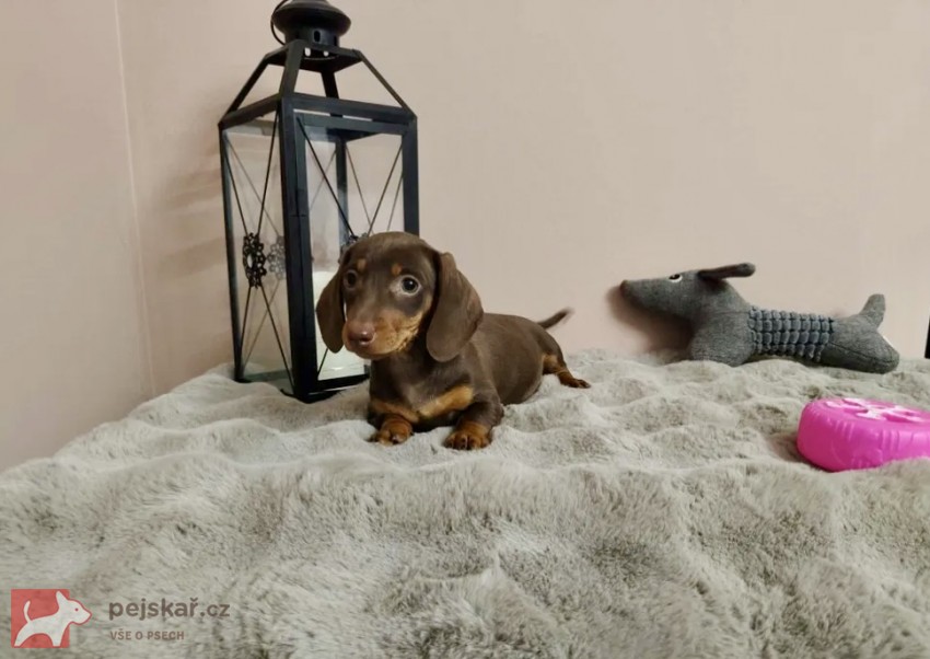 Merle Jezevčík hladkosrstý trpasličí bez PP