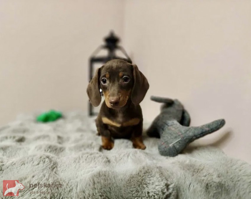 Merle Jezevčík hladkosrstý trpasličí bez PP