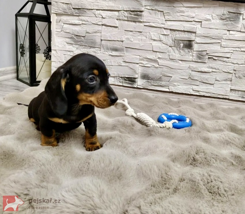 Merle Jezevčík hladkosrstý trpasličí bez PP