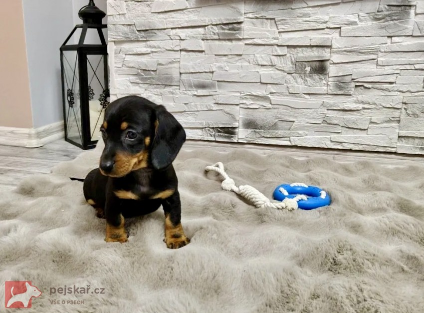 Merle Jezevčík hladkosrstý trpasličí bez PP