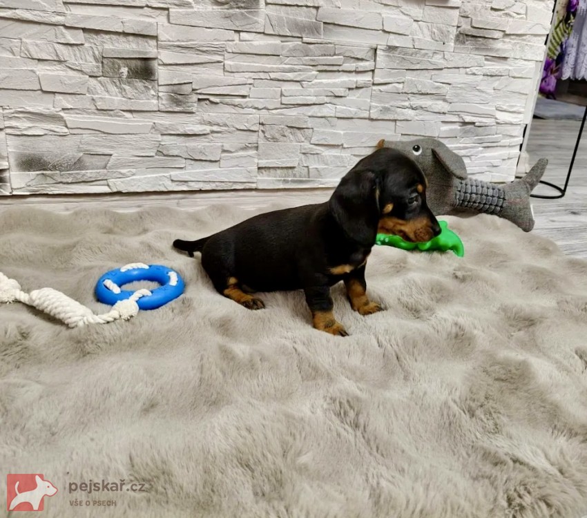 Merle Jezevčík hladkosrstý trpasličí bez PP