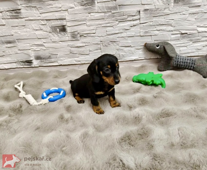 Merle Jezevčík hladkosrstý trpasličí bez PP