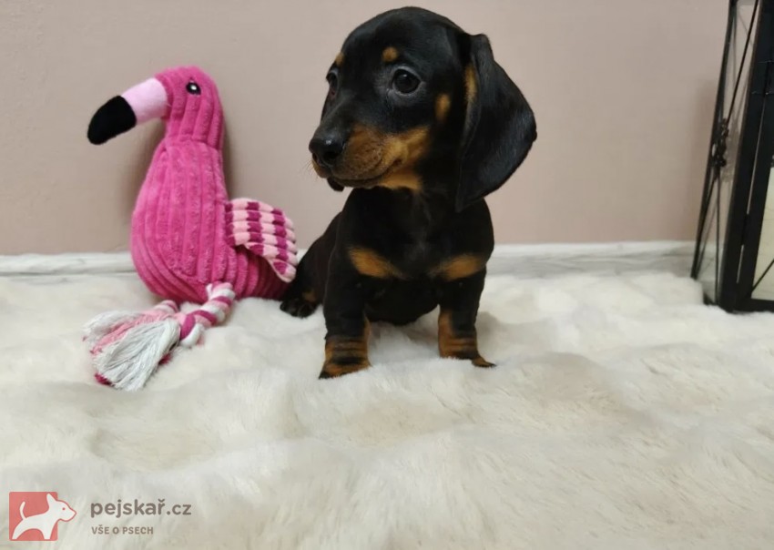 Merle Jezevčík hladkosrstý trpasličí bez PP